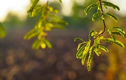 Young medicinal plant in sunlight